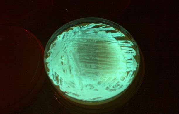 Bombilla bacteriana bioluminiscente/Tester de contaminación acuática
