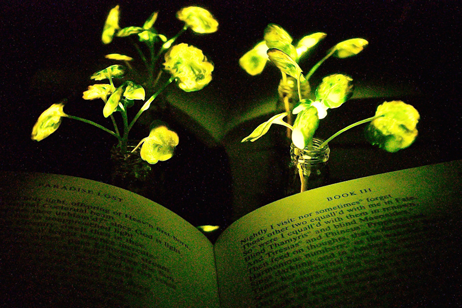 Pronto será posible leer a la luz de una planta