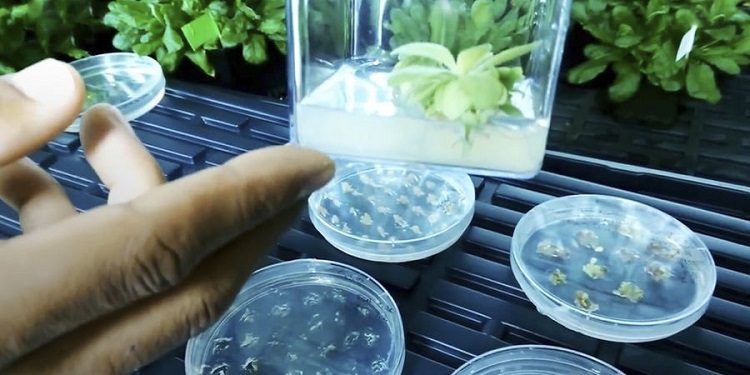 Plantas bioluminiscentes, una industria que crece en interés 