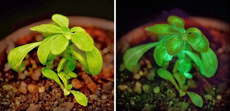Plantas bioluminiscentes, una industria que crece en interés 