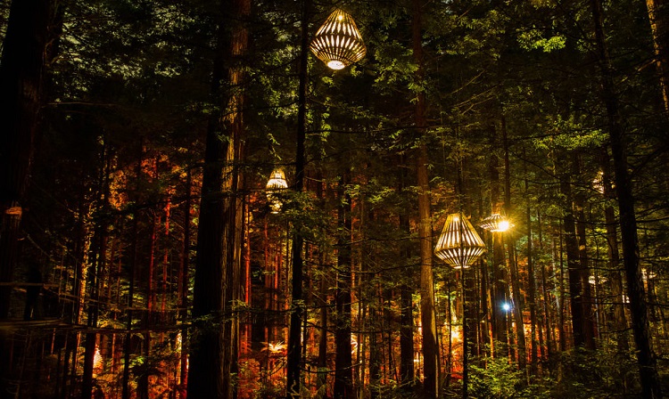 Ecoturismo y diseño: un bosque de secuoyas con otra luz