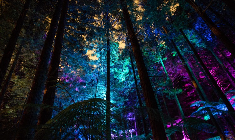 Ecoturismo y diseño: un bosque de secuoyas con otra luz