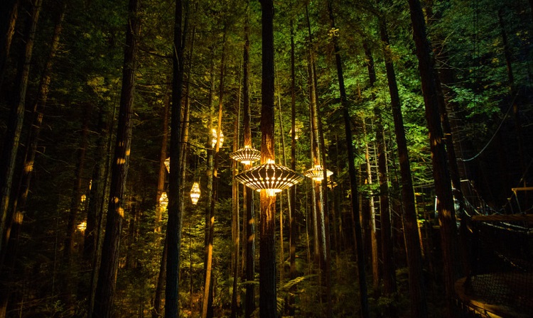 Ecoturismo y diseño: un bosque de secuoyas con otra luz