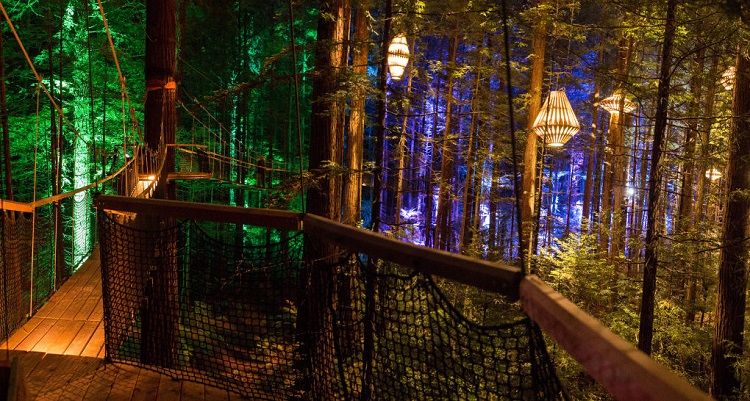 Ecoturismo y diseño: un bosque de secuoyas con otra luz