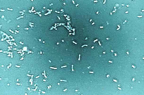 Bombilla bacteriana bioluminiscente/Tester de contaminación acuática