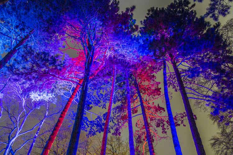 Innovadora instalación de luz en un jardín botánico de Frankfurt