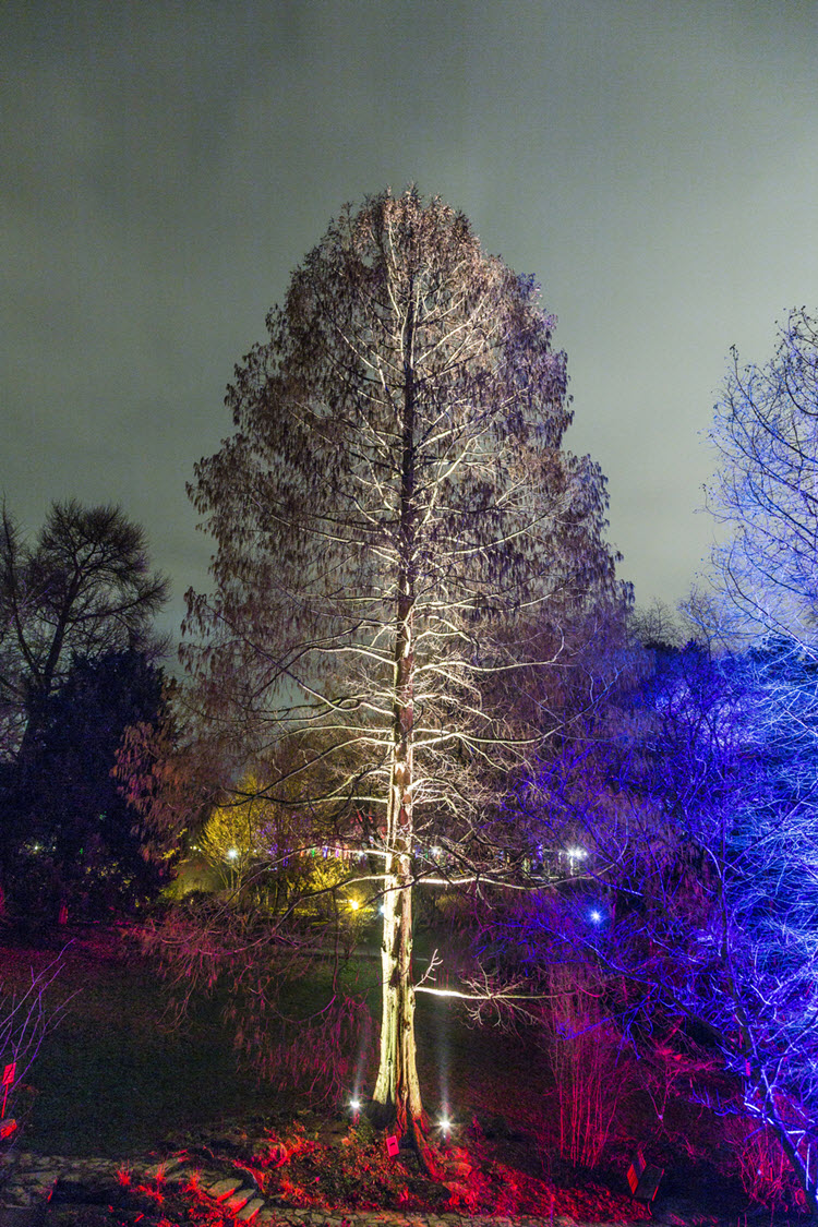 Innovadora instalación de luz en un jardín botánico de Frankfurt